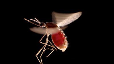 Photo of Mosquito Flying