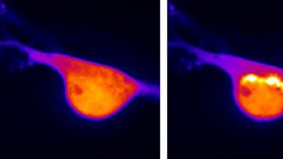 Biosensor_von_Zastrows_lab.jpg