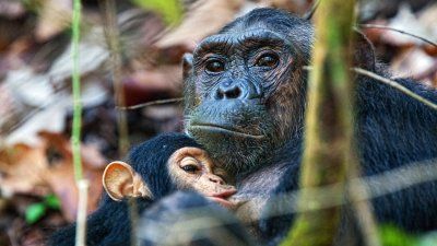 Chimpanzee_McConnell.jpg