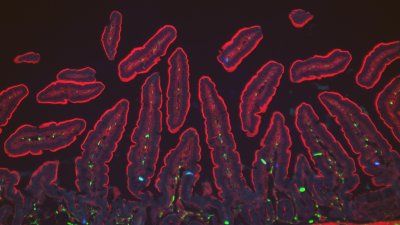EC_Cells.jpg