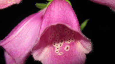 Foxglove-polkadot_princess-bloom.jpg