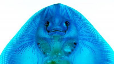 Skate_ampullary_organs.jpg