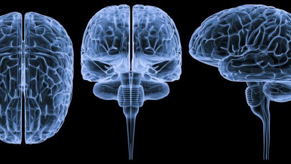brain illustration