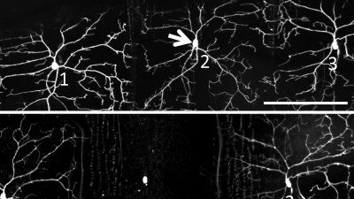 optogenetic_tool.jpg