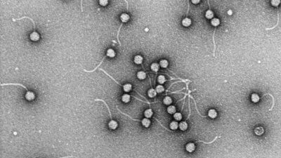phages_Joseph_Bondy-Denomy.jpg
