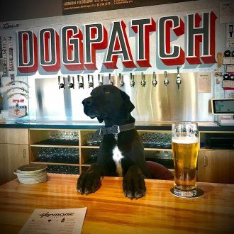 A fluffy black and white dog named Porter sits behind the bar with a pint next to his paw