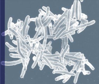 Microscopic image of mycobacterium tuberculosis.