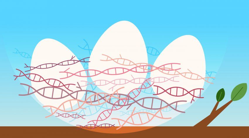 Illustration of eggs in a basket made of double helix dna strands.