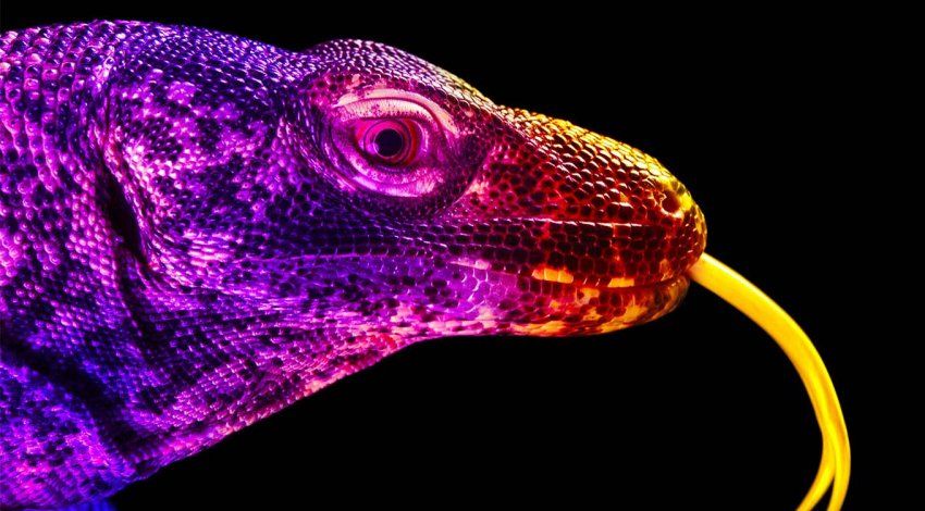 Photo of a Komodo dragon with its tongue out, with bright colored lights on a black background.