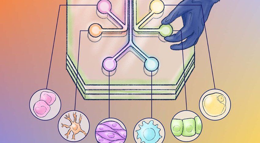 Illustration of a scientist's gloved hand tweaking a knob on an extra large microfluidic “organ-on-a-chip” device; lines point to illustrations with different types of biological cell structures.