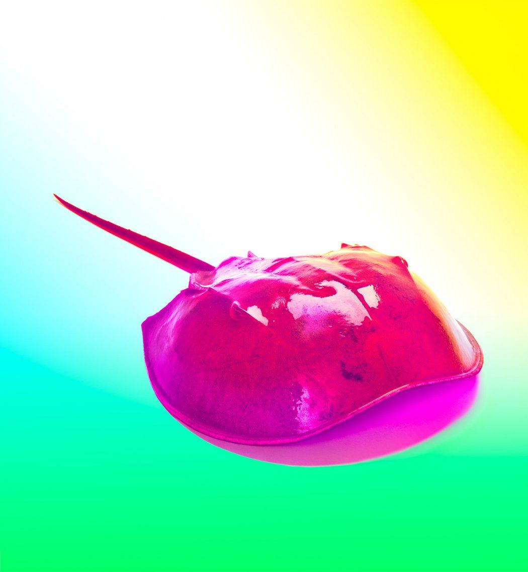 Photo of a horseshoe crab lit up with bright neon color.
