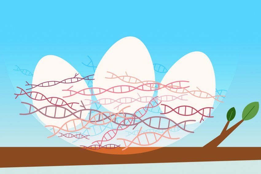 Illustration of eggs in a basket made of double helix dna strands.