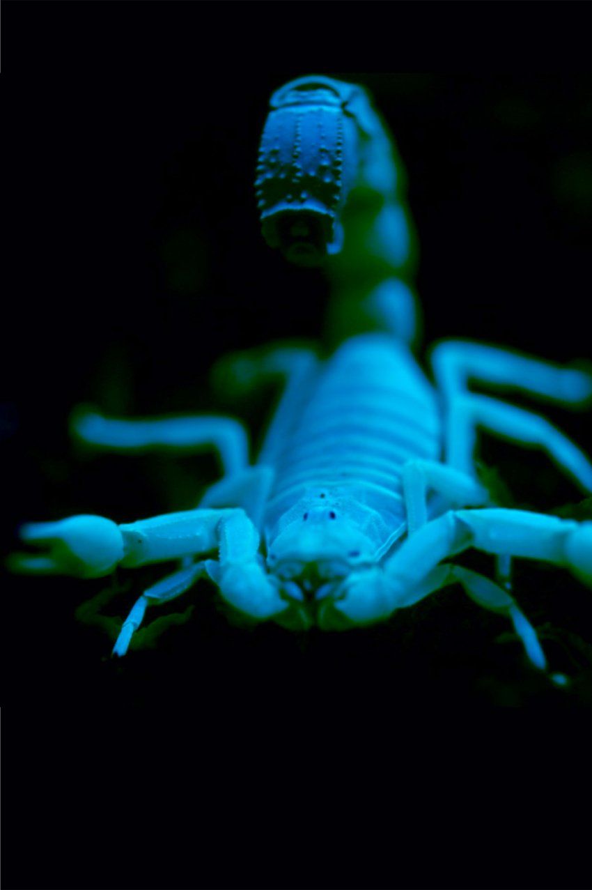 Astonishing Animals That Illuminate Human Health | UCSF Magazine