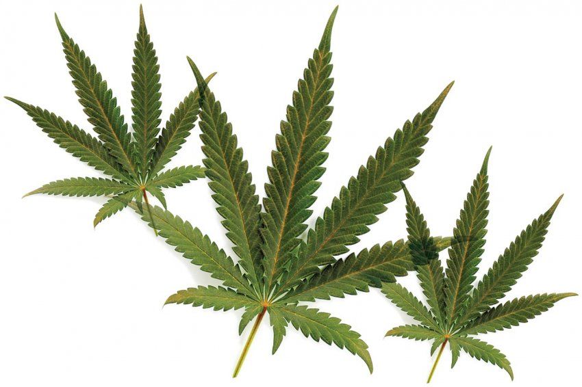 3 marijuana leaves.