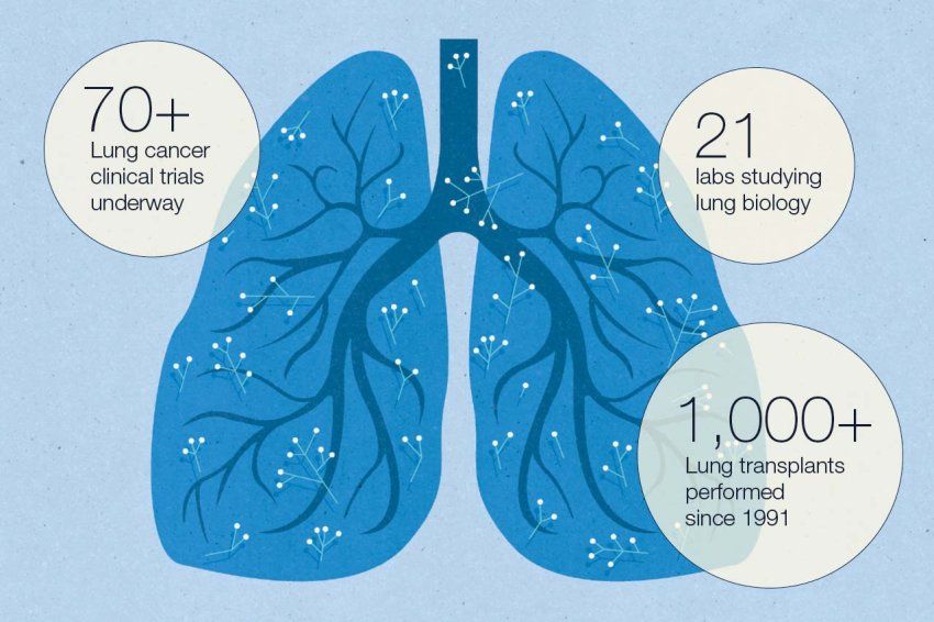 Illustration of lungs. Bubbles around the illustration read: 70 plus Lung cancer clinical trials underway;  21 labs studying lung biology; 1,000 plus Lung transplants performed since 1991.